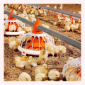 Best Selling Great Profit Commercial Poultry Equipment Automatic Poultry Chicken Broiler Feeder System